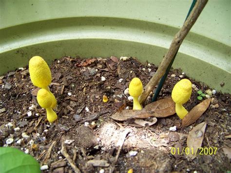 Fungi, like flowers, are incredibly diverse. Help! Dog ate yellow houseplant fungus. - Mushroom Hunting ...