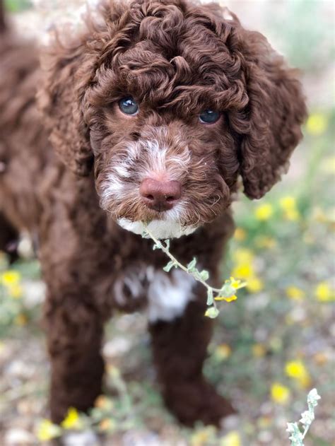 The parti poodle is a poodle coat color variation that is a combination of about 50% white coat and another this parti poodle coat color was once very common in poodles until it was disqualified. Chocolate and white Australian Labradoodle puppy ...
