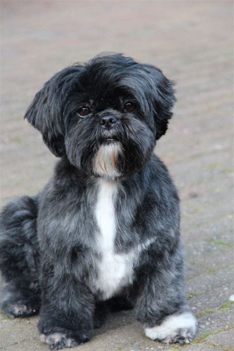 17 Best Images About Black Shihtzu On Pinterest Cutest Dogs Puppys