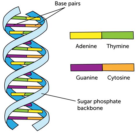 Ron's diagrams are cool, and i want to add the set of diagrams you will find in this slides. Bonds Between Dna - ClipArt Best