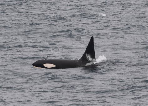 Orcas sind hoch intelligente und soziale tiere. Auf Wal-Survey mit HMS ENTERPRISE im Südatlantik - Meertext