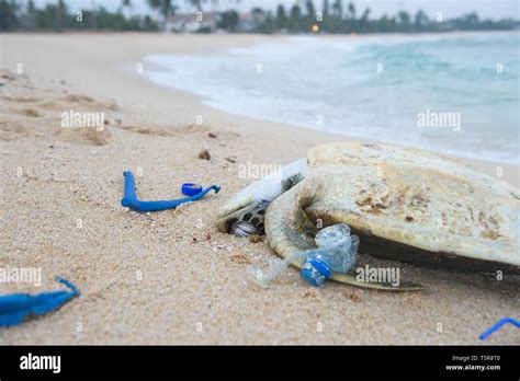 Dead Sea Turtle Among Plastic Garbage On The Beach Sand Stock Photo Alamy