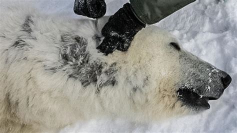 Hair can get pretty personal. Why are polar bears losing their hair? | Science | AAAS