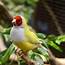 Caring For Gouldian Finches  ThriftyFun