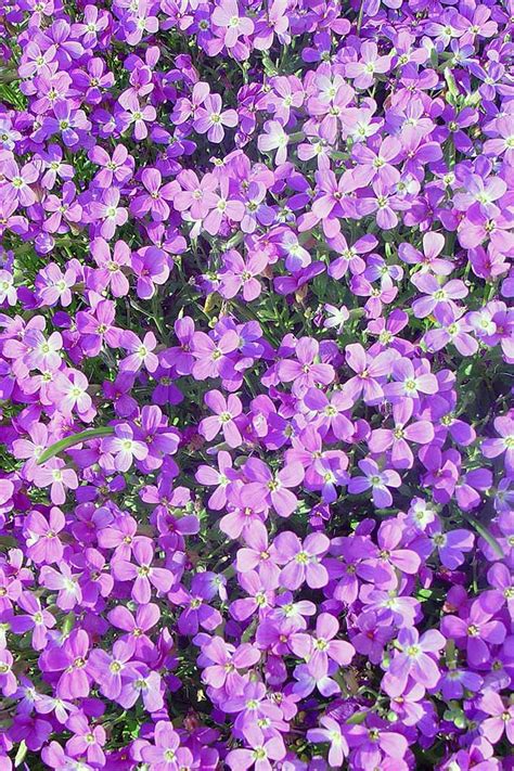 How To Grow Virginia Stock Flowers Gardeners Path