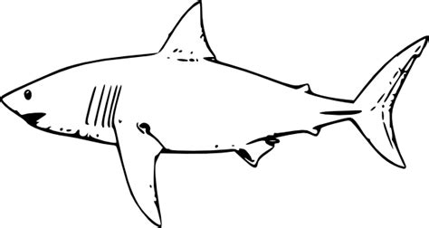 Looking for more great white shark clipart black and white. Great White Shark Clip Art at Clker.com - vector clip art ...