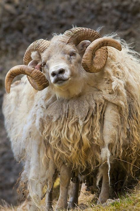 Icelandic Sheep Southern Iceland Goats Animals Animals Beautiful