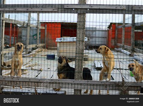 Shelter Homeless Dogs Image And Photo Free Trial Bigstock