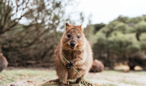 Quokka Population Will Take Over A Decade To Fully Recover From