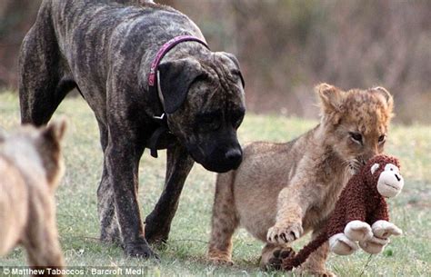 Mothers Pride The Maternal Mutt Who Has Raised 12 Lion Cubs Daily
