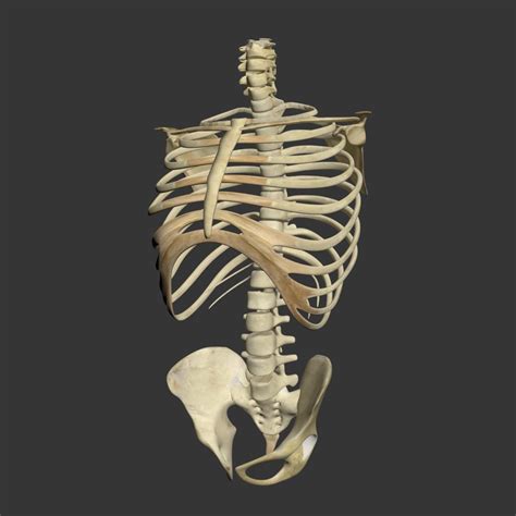 Human Torso Skeleton 3d Model By Dcbittorf