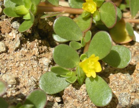 How to grow and use. Portulaca Oleracea