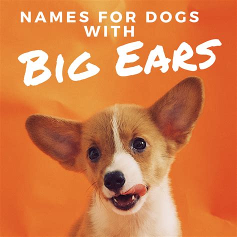 Dog Names For Big Ears