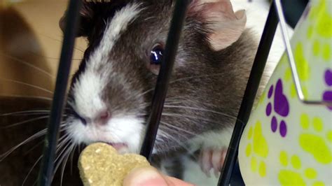 Brockton animal shelter grapples with guinea pig surplus