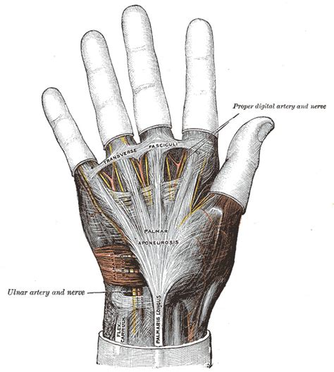 Anatomy Shoulder And Upper Limb Hand Palmaris Tendon Statpearls Ncbi Bookshelf