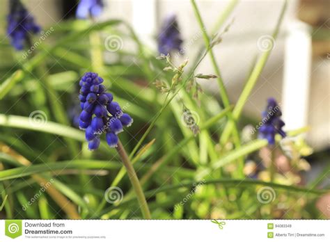 Blue Hyacinths In Their Full Bloom Stock Image Image Of Blue Flowers