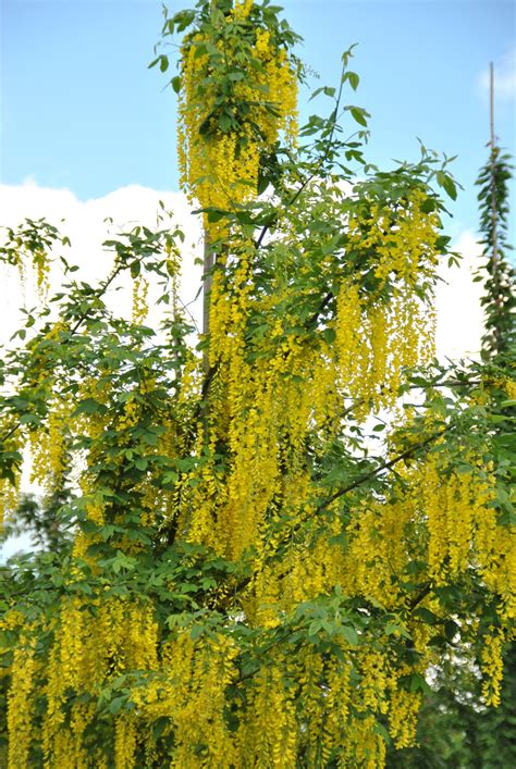 Laburnum ×watereri Vossii Bastaard Goudenregen Van Den Berk