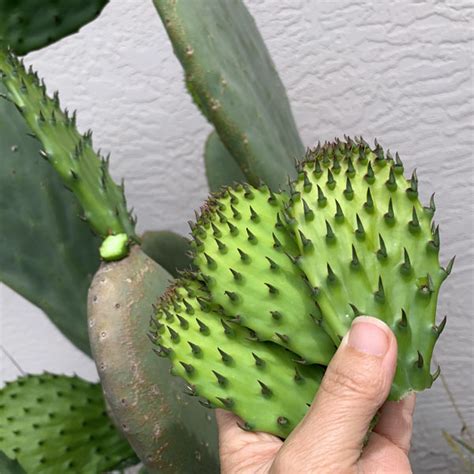 Nopal is a common name in spanish for opuntia cacti (commonly referred to in english as prickly pear), as well as for its pads. Garden Update: June 2020 - Artful Vegan Nomad