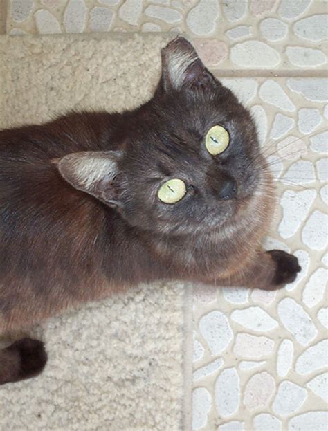 A cat's ears are rather remarkable: Ear Tipping Feral Cats - Love Meow