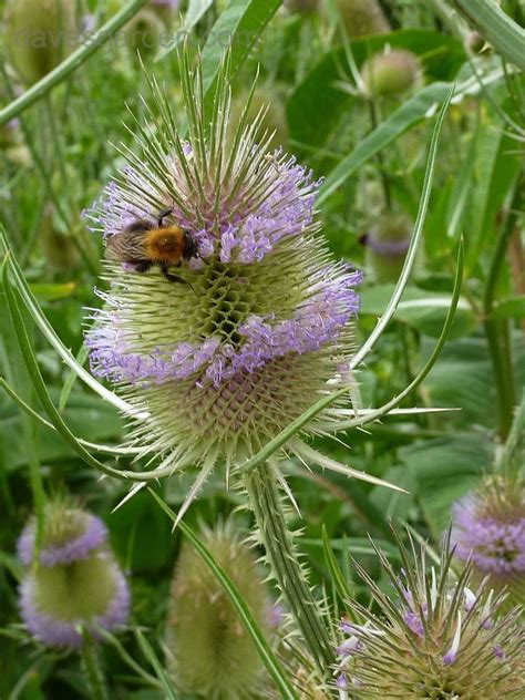 Plantfiles Pictures Dipsacus Species Common Teasel Fullers Teasel