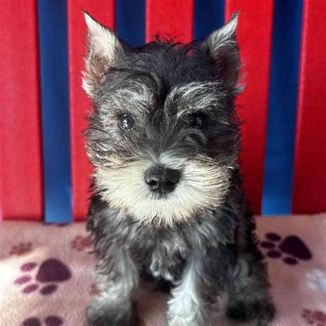 Primrose Female Mini Schnauzer Puppy For Sale In Manchester