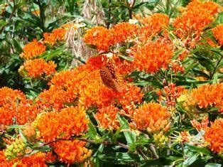 Of the 1,400 crop plants grown around the world (including all of our. Florida native plants | butterfly milkweed, a florida ...