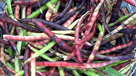 Pink Eyed Purple Hulled Cowpea Vigna Unguiculata AKA Southern Peas Seed By Wbut