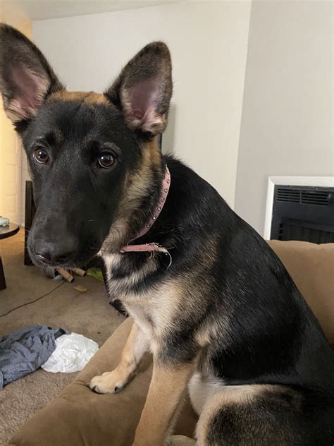 Gentle pets and strong watch dogs, gsds are noble, large, muscular dogs bred for their intelligence and working ability. German Shepherd Puppies For Sale | Raleigh, NC #337007
