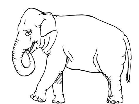 Explore The World Of Printable Coloring Pages Elephant Coloring Homyracks
