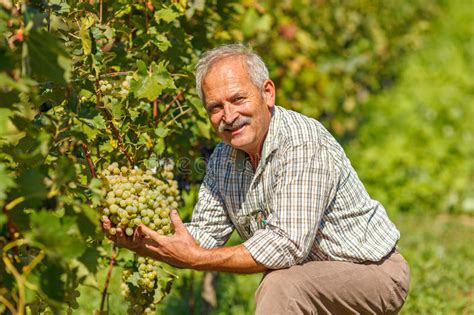 Proud Viticulturist Showing Grape Cluster Stock Image Image Of