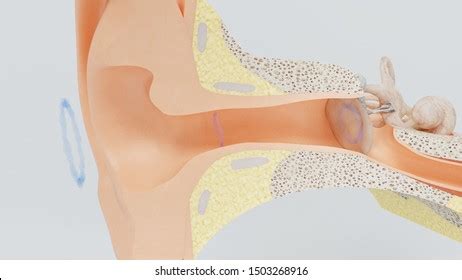 180 Auditory Ossicles Images Stock Photos Vectors Shutterstock