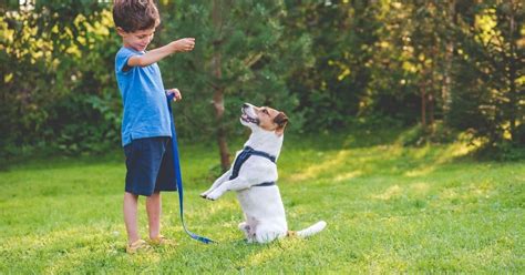 3 Very Cool Tricks To Teach Your Dog House That Barks