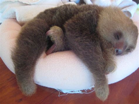 Sid The Sloth Sleeping