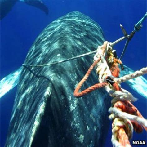 Whales Snared In Ocean Debris Bbc News