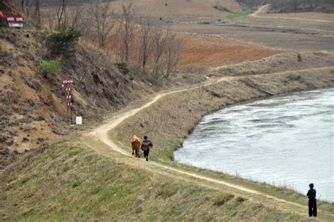 North Korea Countryside Editorial Stock Image Image Of Cattle 154531764