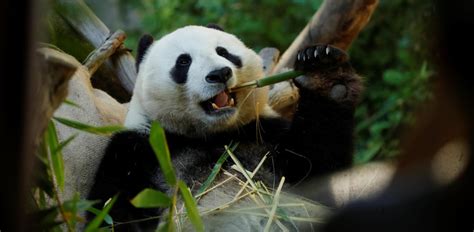Worlds Oldest Panda In Captivity Dies In China Deccan Herald