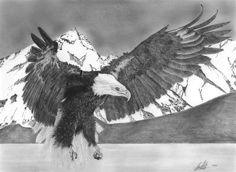 Bald Eagle Soaring Drawing By James Schultz
