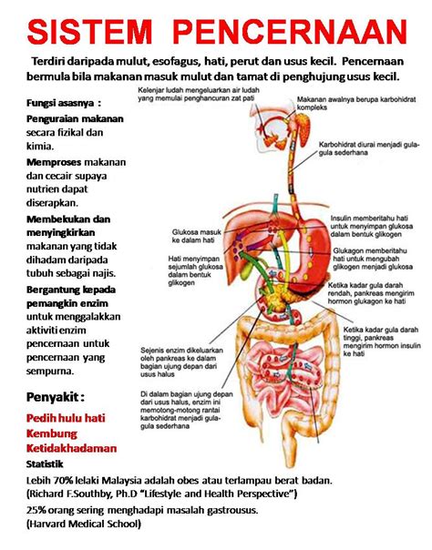 Selain itu, fungsi sistem pencernaan pada manusia diantaranya yaitu: Bahaya Dibalik Kelezatan Mie Instan