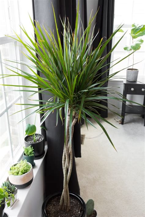 Dracaena Care All About Growing Dracaena Indoors