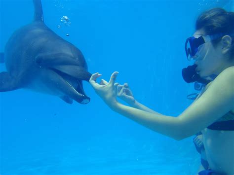 tips y consejos para tu nado con delfines dolphinaris