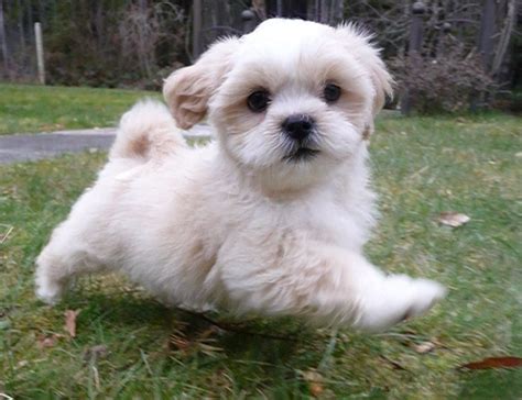 Female lhasa apso dogs tend to be smaller than males, and they are often a little bit less aggressive. Lovable Puppy Pictures