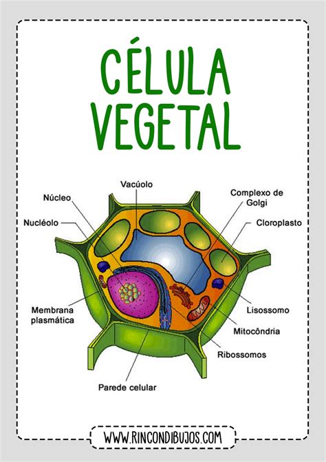 Cuales Son Las Partes De Celula Vegetal Rincon Dibujos