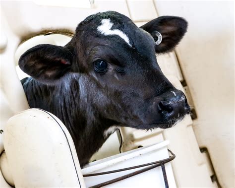 Implementing Calf Management Practices Does It Pay Dairy Herd