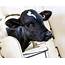 Implementing Calf Management Practices Does It Pay  Dairy Herd