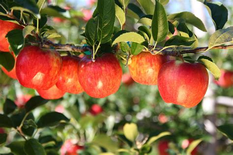 Autumn Glory Apple Superfresh Growers Taste And Recipes