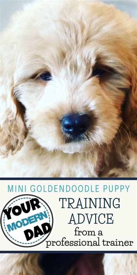 We pride ourselves on not only having phenomenal animals. MINI GOLDENDOODLE PUPPY TRAINING ADVICE (FROM A TRAINER ...