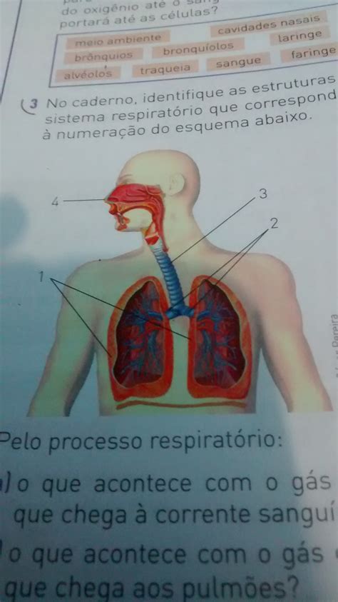 A Sequência Das Estruturas Do Sistema Respiratório Pulmonar é