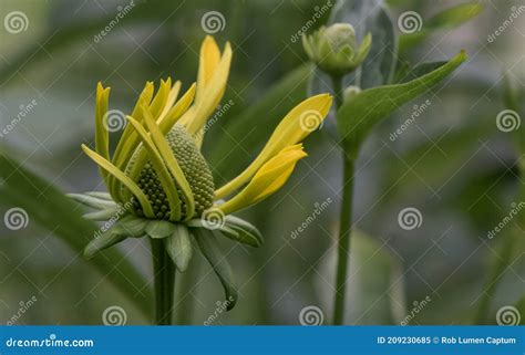Pinnate Prairie Coneflower Ratibida Pinnata Budding Flower Stock