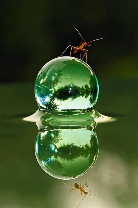 Wonderful And Gorgeous Water Drop Art Bored Art