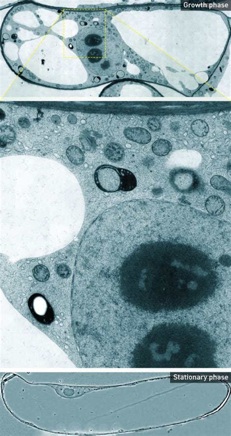 Regulation of cell proliferation is an essential process in the establishment of plant architecture. How plant cell compartments change with cell growth